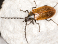 Pseudocistela ceramboides